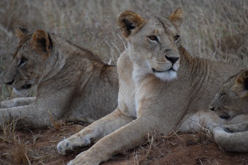 Safari 3gg/2nts Tsavo East e Amboseli: SK101 – AFRICA NEL CUORE